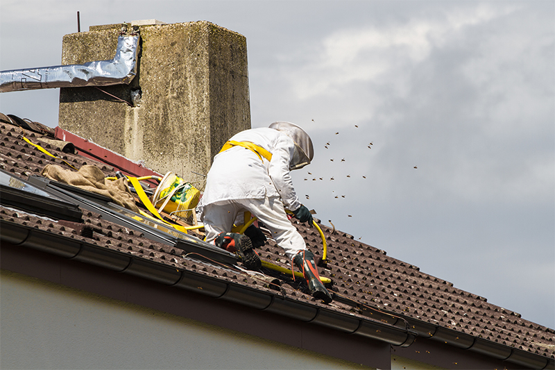 Bee Pest Control in Watford Hertfordshire