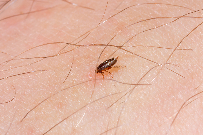 Flea Pest Control in Watford Hertfordshire