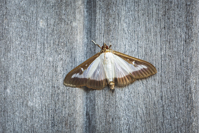 Moth Pest Control in Watford Hertfordshire